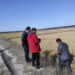 鹽堿地種植水稻當年取得成功—2014年吉林省鎮(zhèn)賚縣電視臺新聞報道(圖5)