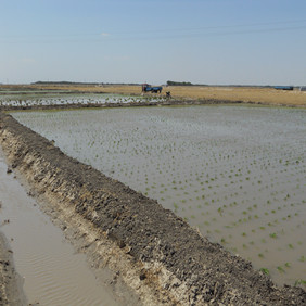 鹽堿地改良種植水稻—2012年吉林白城鎮(zhèn)賚縣鹽堿地種植水稻（開荒、打井、插秧、生長(zhǎng)和成熟全過程記錄）(圖8)