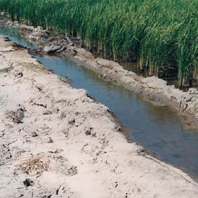 2006年內(nèi)蒙古通遼孟根達壩開荒地種水稻(圖1)