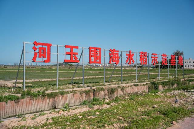 河玉圍海水稻示范基地