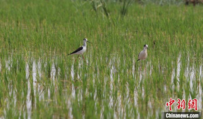 圖為在農(nóng)場稻田內(nèi)棲息覓食的野生鳥類?！√锊?攝