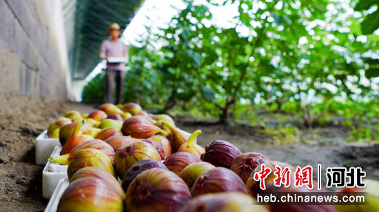 曹妃甸區(qū)中國鹽生植物園天旭溫泉小鎮(zhèn)內(nèi)農(nóng)民正在采摘無花果。 季春天 攝